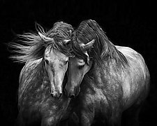 Two Andalusian Stallions Gallery Wrapped by Carol Walker (Black & White Photograph)