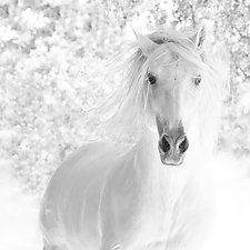 White Stallion Stirs Up the Dust by Carol Walker (Black & White Photograph)