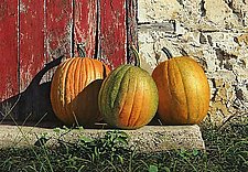 Ripening Pumpkins by Steven Kozar (Giclee Print)