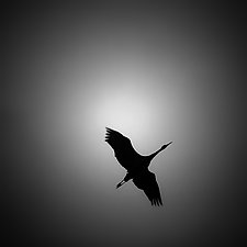 Sandhill Crane by Gloria Feinstein (Black & White Photograph)