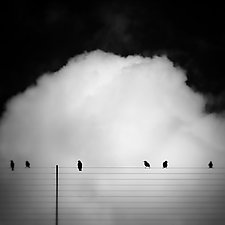 Six Birds 2 by Gloria Feinstein (Black & White Photograph)
