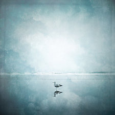 Seagull in Blue by Gloria Feinstein (Color Photograph on Aluminum)