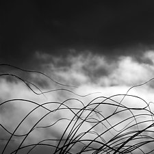 Seagrass by Gloria Feinstein (Black & White Photograph)
