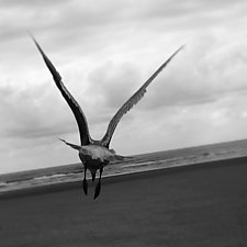 Seagull (from behind) by Gloria Feinstein (Black & White Photograph)