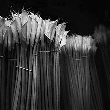 Calla Lilies by Gloria Feinstein (Black & White Photograph)