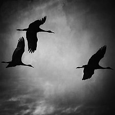 Three Sandhill Cranes by Gloria Feinstein (Black & White Photograph)