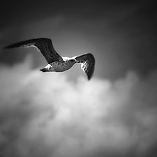 Seagull, Manzanita, Oregon by Gloria Feinstein (Black & White Photograph)