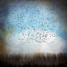Snow Geese in Blue Sky by Gloria Feinstein (Color Photograph on Aluminum)