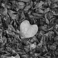 Ginkgo Leaf by Gloria Feinstein (Black & White Photograph)