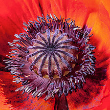Red Poppy by Barry Guthertz (Color Photograph)
