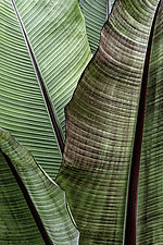 Macro Leaf by Barry Guthertz (Color Photograph)