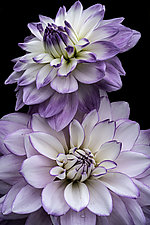 Dahlia Duo by Barry Guthertz (Color Photograph)
