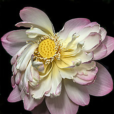 Our Lotus by Barry Guthertz (Color Photograph)