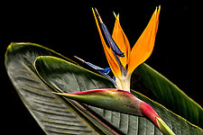 Bird of Paradise by Barry Guthertz (Color Photograph)