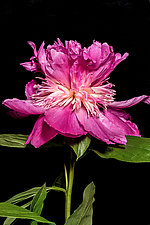 Our Double Peony by Barry Guthertz (Color Photograph)