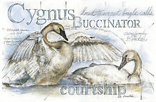 Swans Courtship by Laura Lebeda (Giclee Print)