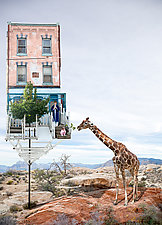 Honey, the Giraffe is Back by Kate Harrold (Giclee Print)