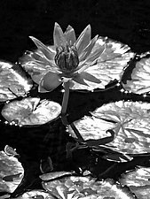 Lotus I by Joni Purk (Black & White Photograph)