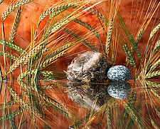 Wheat, Nest, Stone by Randall G Dana (Color Photograph)