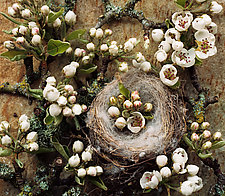 Pear Blossom Nest by Randall G Dana (Color Photograph)
