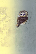Saw Whet Owl on Yellow and Gray by Sylvia Gonzalez (Giclee Print)