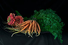 Tender Carrots by Lynn Karlin (Color Photograph)
