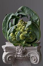 Romanesco Cauliflower by Lynn Karlin (Color Photograph)