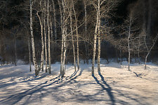 Winthrop Aspens by Charlotte Gibb (Color Photograph)