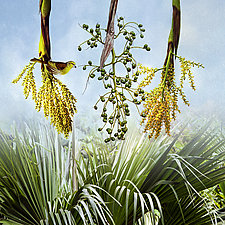 Loulu Palm by Patricia Barry Levy (Giclee Print)