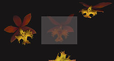 Epidendrum Radicans by Raphael Sloane (Color Photograph)