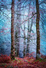 Into the Mystic Forest by Matt Anderson (Color Photograph)