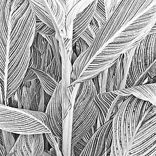 Canna Stalk and Leaves by Russ Martin (Black & White Photograph)