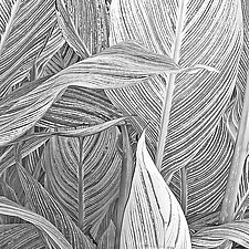 Canna Leaf Collage by Russ Martin (Black & White Photograph)