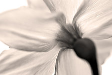 Sunlit Daffodil by Richard Speedy (Black & White Photograph)