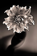 Radiant Dahlia by Richard Speedy (Black & White Photograph)