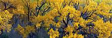 Cottonwoods by Terry Thompson (Color Photograph)