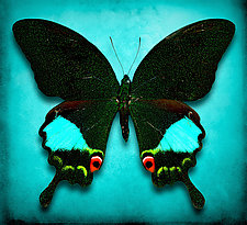 Papilio Paris by Dario Preger (Color Photograph)