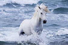 White Stallion in the Waves by Carol Walker (Color Photograph)