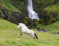 White Horse at the Waterfall by Carol Walker (Color Photograph)