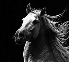 White Stallion's Pride by Carol Walker (Black & White Photograph)