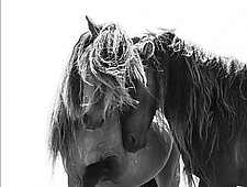 Two Sable Island Stallions by Carol Walker (Black & White Photograph)