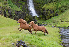 Two Horses at the Waterfall by Carol Walker (Color Photograph)