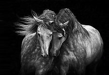 Two Andalusian Stallions by Carol Walker (Black & White Photograph)