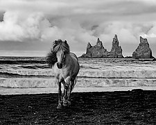Icelandic Mare on a Stormy Beach by Carol Walker (Black & White Photography)