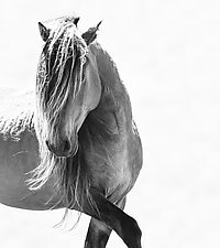 Sable Island Stallion Turns His Head by Carol Walker (Black & White Photograph)