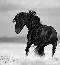 Wild Black Stallion Turns by Carol Walker (Black & White Photograph)
