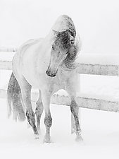 Snowy Mare by Carol Walker (Black & White Photograph)