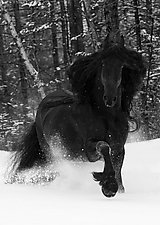 Friesian Stallion in a Snowy Forest by Carol Walker (Black & White Photograph)