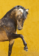 Proud Lusitano Stallion by Carol Walker (Color Photograph)