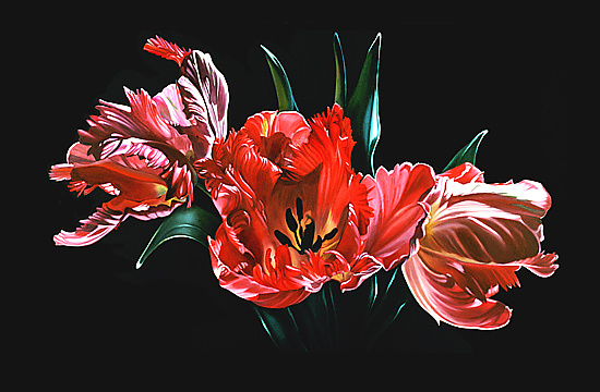 Grund Bliv forvirret cabriolet Red Parrot Tulips by Barbara Buer (Giclee Print) | Artful Home